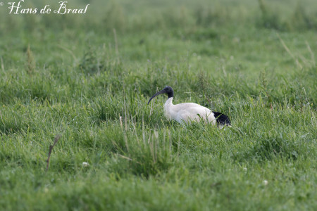 Australische witte ibis